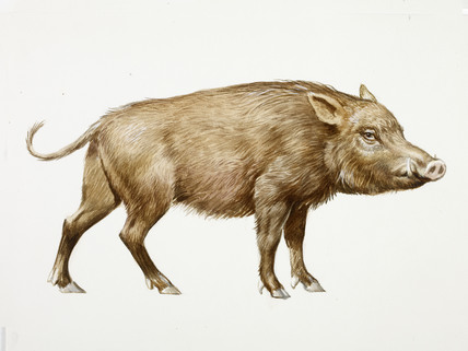 428x321 a reconstruction drawing of a mesolithic wild boar - Wild Boar Drawing