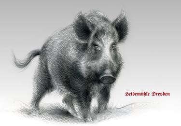 375x261 wild boar for drawing - Wild Boar Drawing