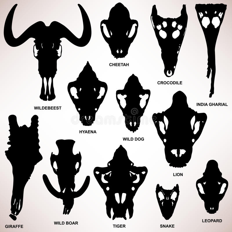 800x800 hog skull silhouette great free clipart, silhouette, coloring - Wild Boar Skull Drawing