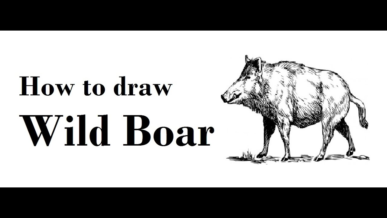 1280x720 How To Draw Wild Boar Step - Wild Boar Skull Drawing