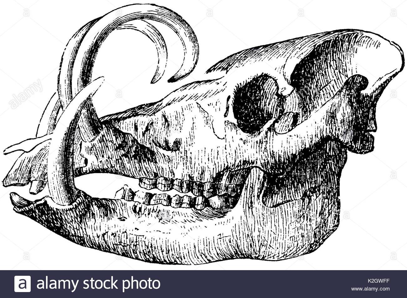 Wild Boar Skull Drawing at PaintingValley.com | Explore collection of ...