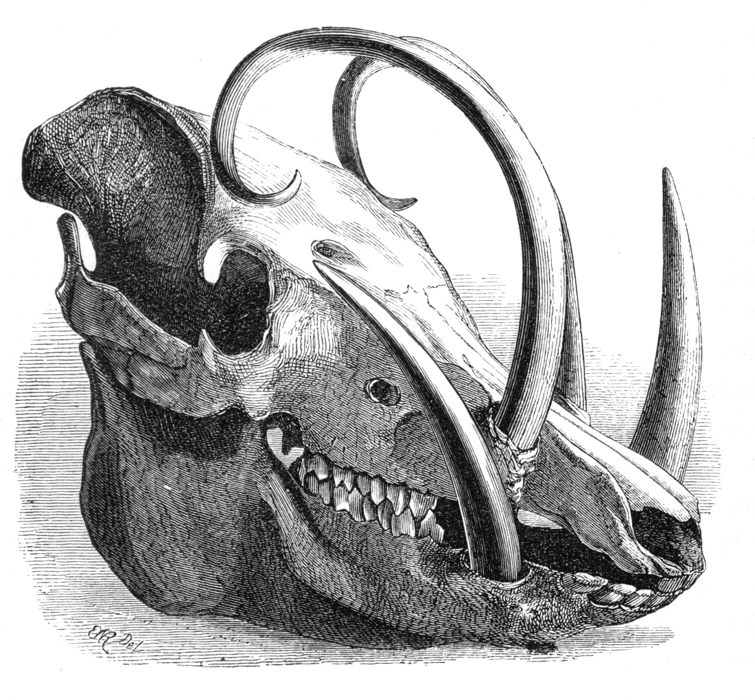 1100x1019 The Lost World Of Island Dwarfs And Giants - Wild Boar Skull Drawing