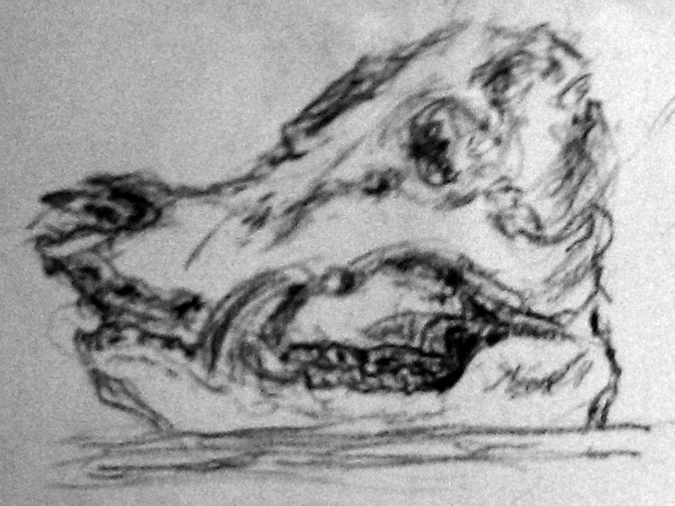 750x563 Wild Boar Skull Drawing - Wild Boar Skull Drawing