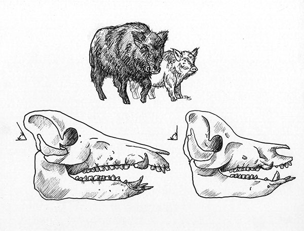600x456 Wild Pig Smackdown California Academy Of Sciences - Wild Boar Skull Drawing