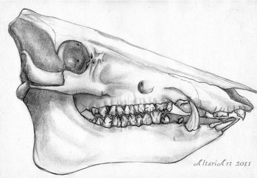 503x350 Wild Boar Skull - Wild Boar Skull Drawing