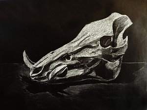 300x225 Boar Paintings - Wild Boar Skull Drawing