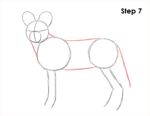 500x386 How To Draw An African Wild Dog - Wild Dog Drawing