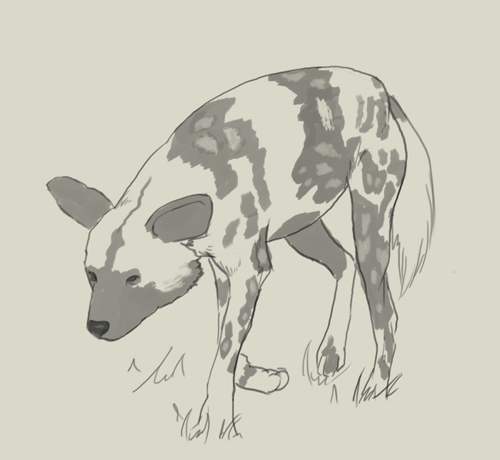 700x644 How To Draw African Wild Dog - Wild Dog Drawing