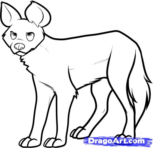 520x503 step how to draw a wild dog, african wild dog - Wild Dog Drawing