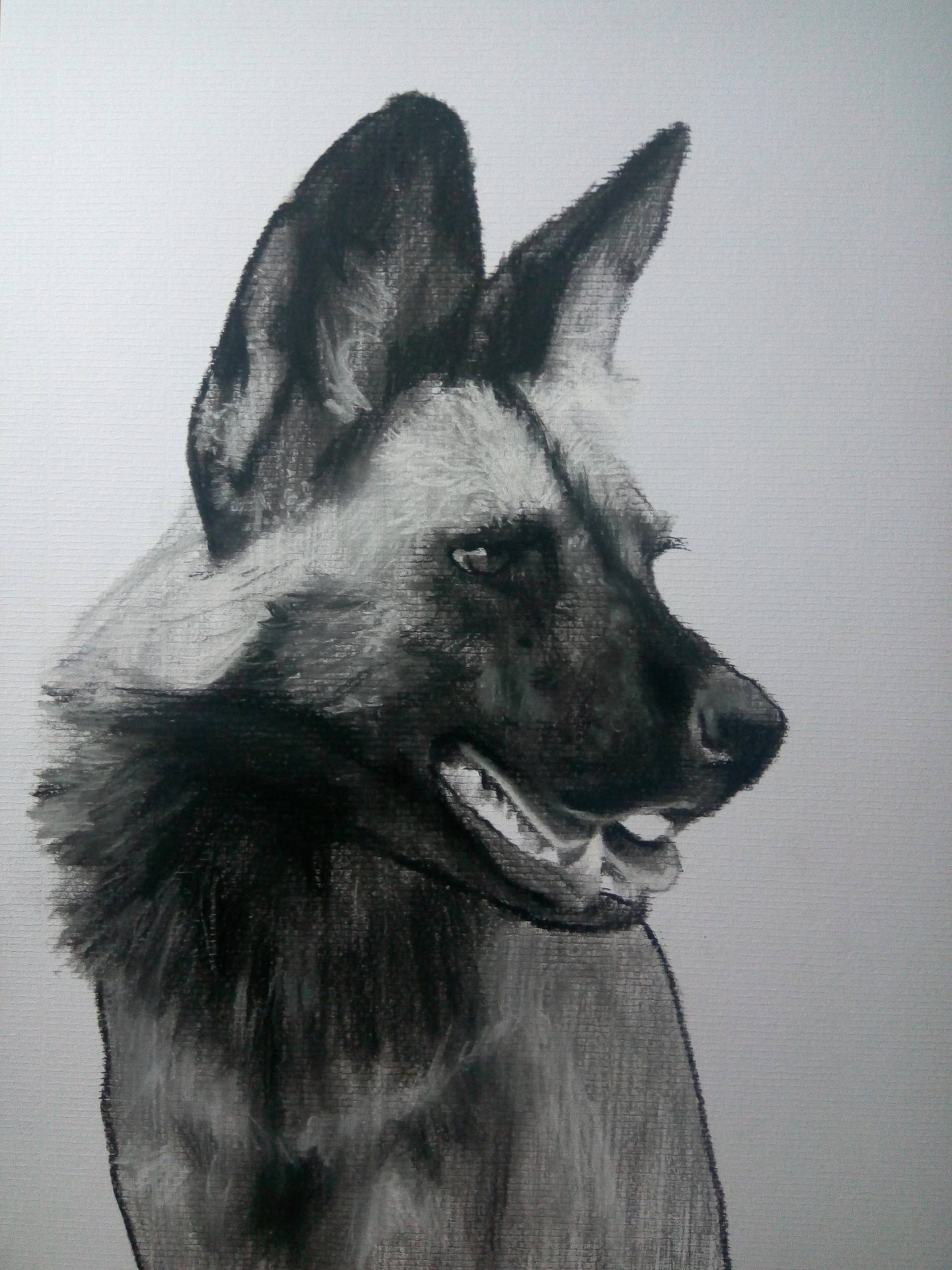 1920x2560 Wild Dog Drawing - Wild Dog Drawing