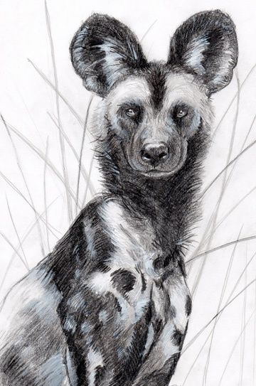 360x543 African Wild Dog Art In Tiger Sketch, Animal Drawings - Wild Dog Drawing