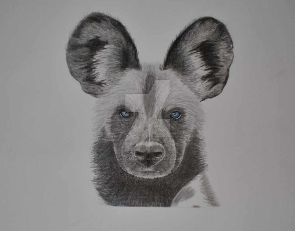 Wild Dog Drawing at Explore collection of Wild Dog