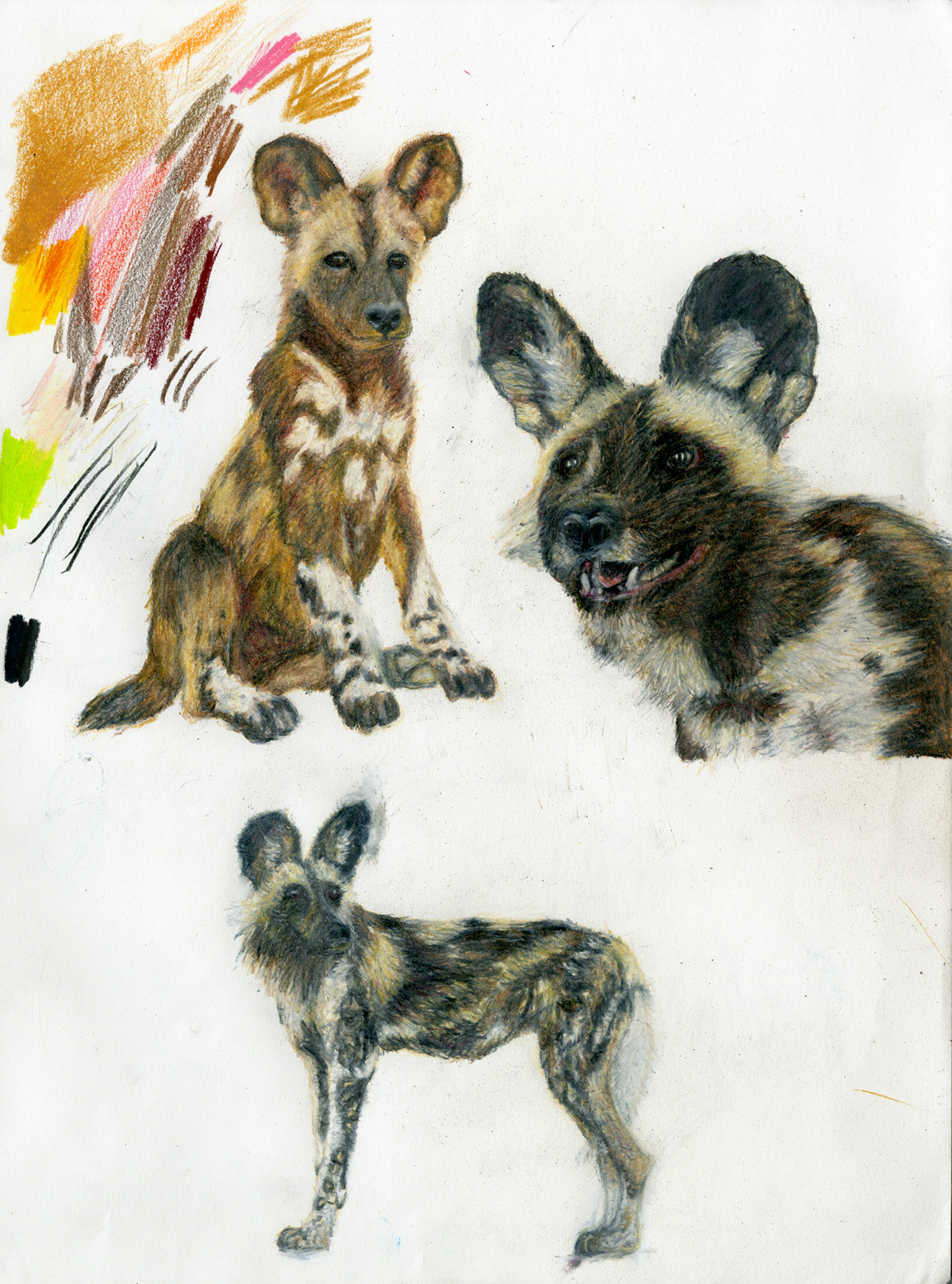 Wild Dog Drawing at Explore collection of Wild Dog