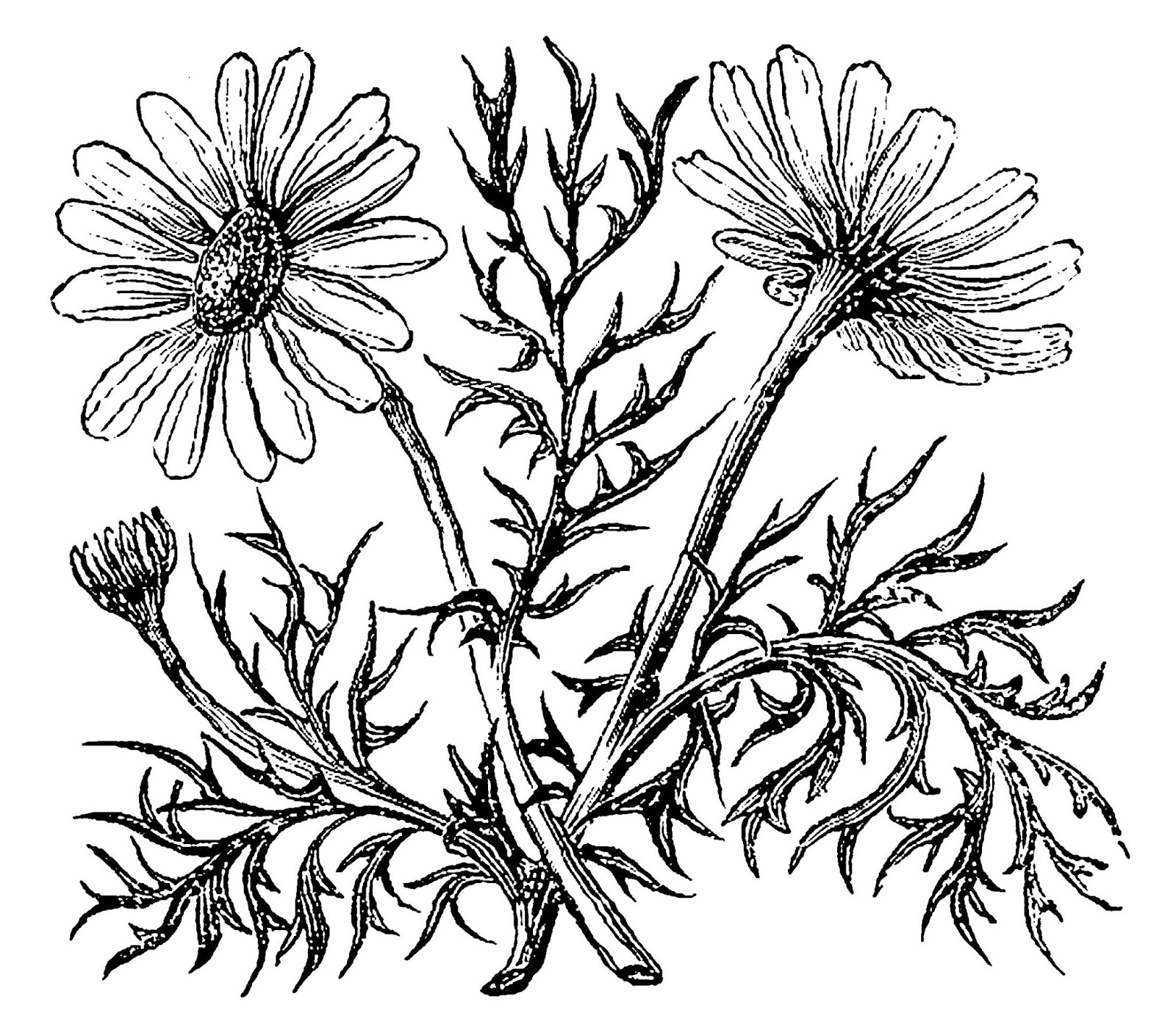 1600x1402 Digital Stamp Design Free Wildflower Drawings Downloadable - Wild Flower Drawing