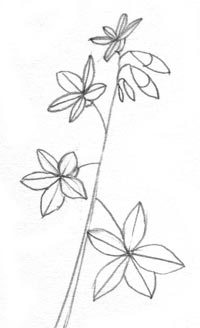 200x328 Draw A Wild Flower With Simple Shapes Carol's Drawing Blog - Wild Flower Drawing