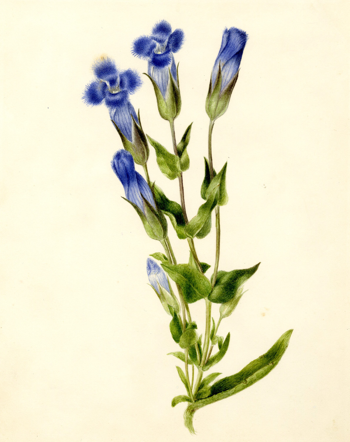 1190x1500 Harvard University Herbaria - Wild Flower Drawing