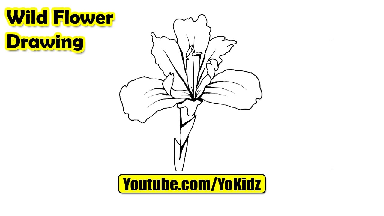 1280x720 How To Draw A Wildflower - Wild Flower Drawing