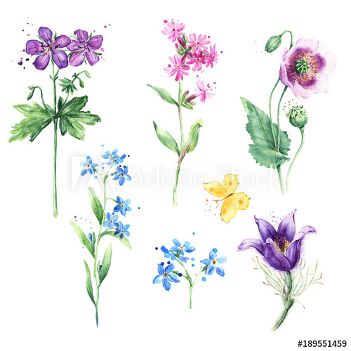 500x500 Meadow Floral Set Collection With Wild Flowers, Drawing - Wild Flower Drawing