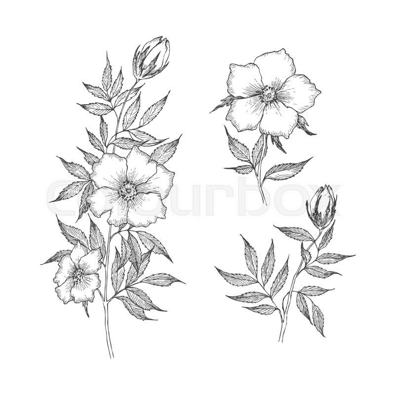 800x800 Retro High Detailed Drawing Wild Stock Vector Colourbox - Wild Flower Drawing