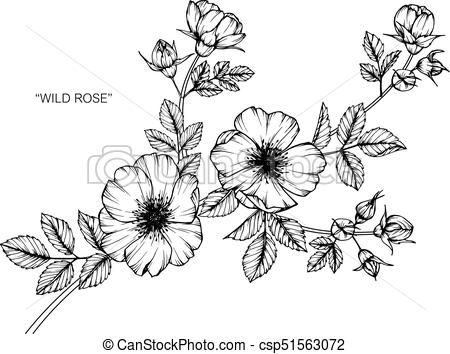 450x354 Wild Rose Flower Drawing And Sketch With Black And White Line Art - Wild Flower Drawing