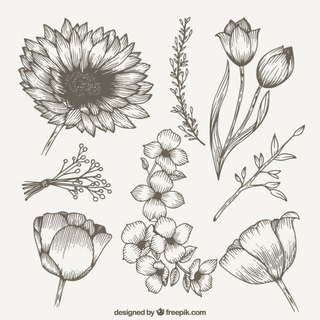 626x626 Wildflower Vectors, Photos And Free Download - Wild Flower Drawing