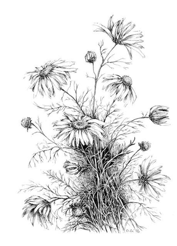 Wild Flower Drawing at PaintingValley.com | Explore collection of Wild ...