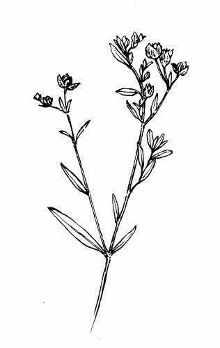 316x500 Wildflower Tattoo Illustration - Wild Flower Drawing