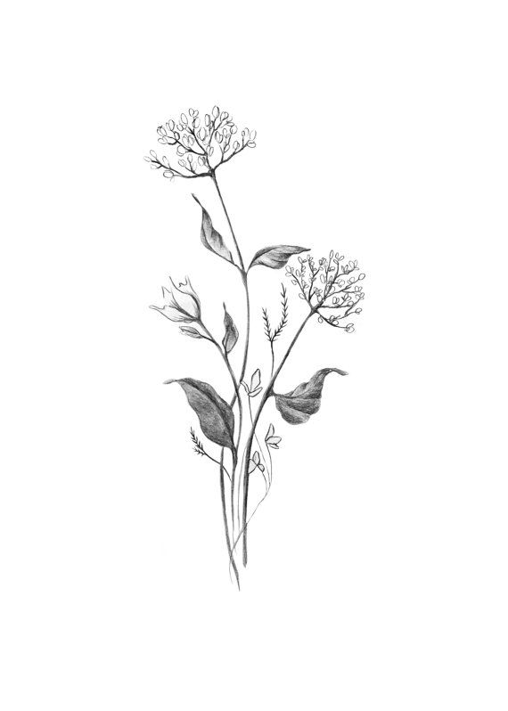 570x798 Wildflowers Drawing Printable Art - Wild Flower Drawing