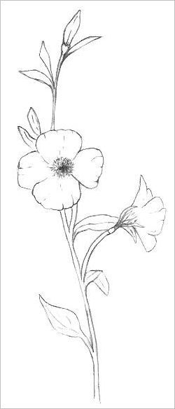 250x584 Wildflower Drawing - Wild Flower Drawing