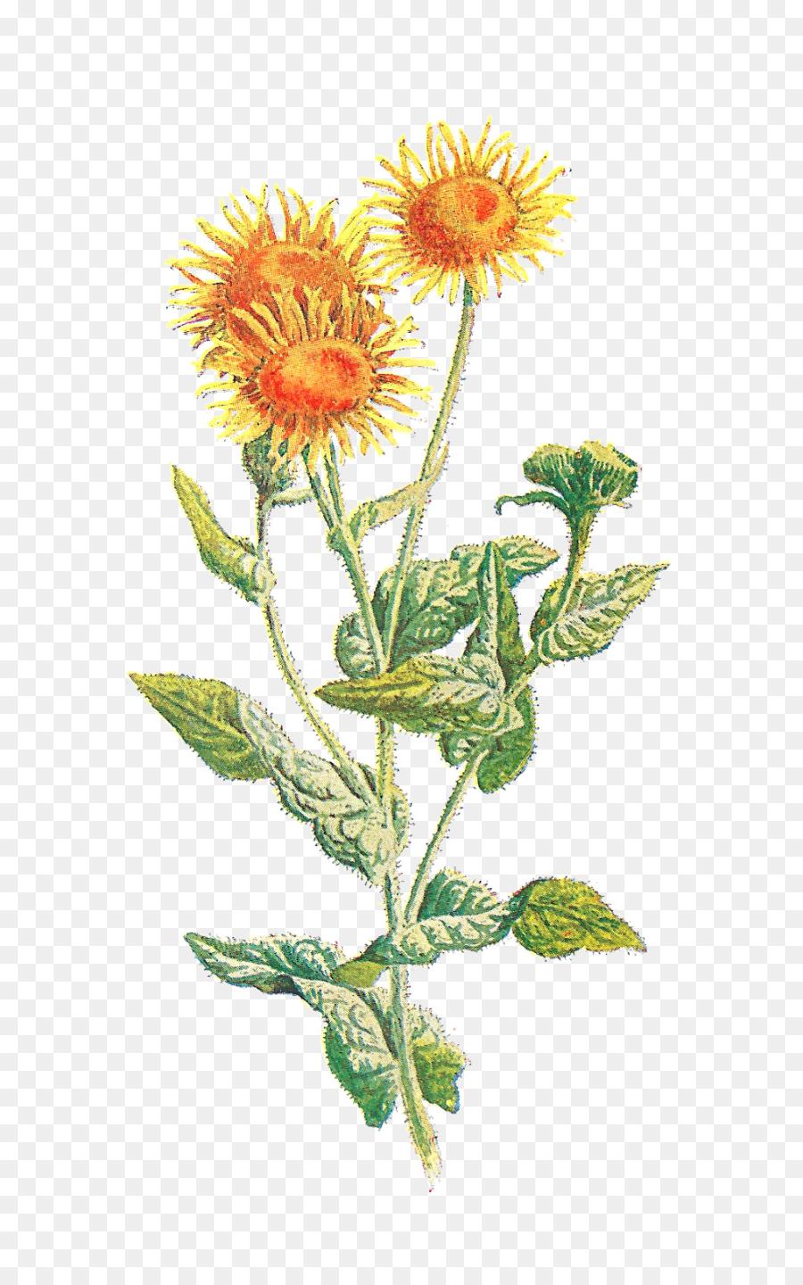 900x1440 Best Kiss Familiar Wild Flowers Botany Vintage Clothing Clip - Wild Flower Drawing