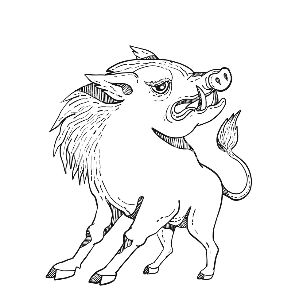 1000x1000 doodle art illustration of a razorback, wild pig boar or hog - Wild Hog Drawing