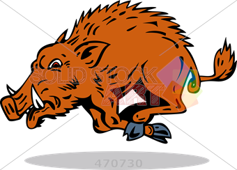 340x244 stock illustration of cartoon drawing of brown wild hog attacking - Wild Hog Drawing