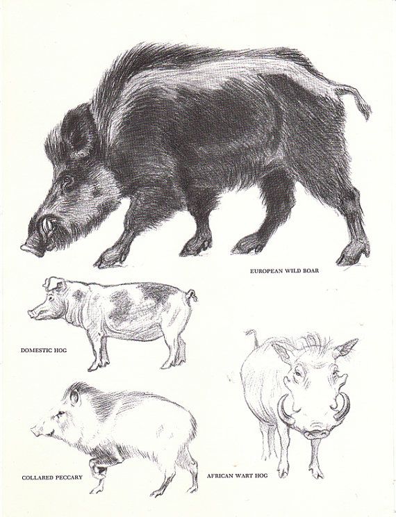 570x744 vintage wild boar hog pecary book - Wild Hog Drawing