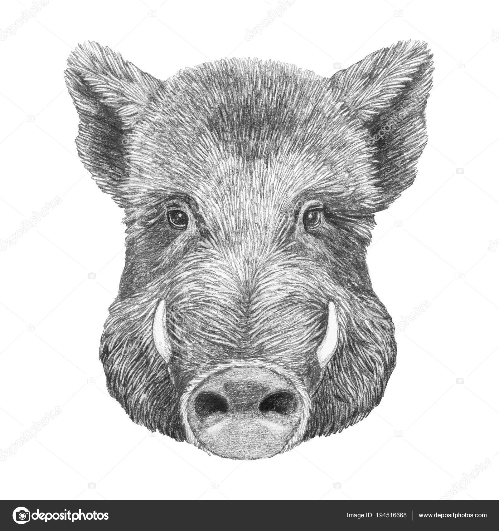 1600x1700 wild hog drawing sketch and nice sketch portrait wild boar - Wild Hog Drawing