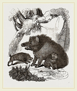 253x300 wild hog drawings fine art america - Wild Hog Drawing