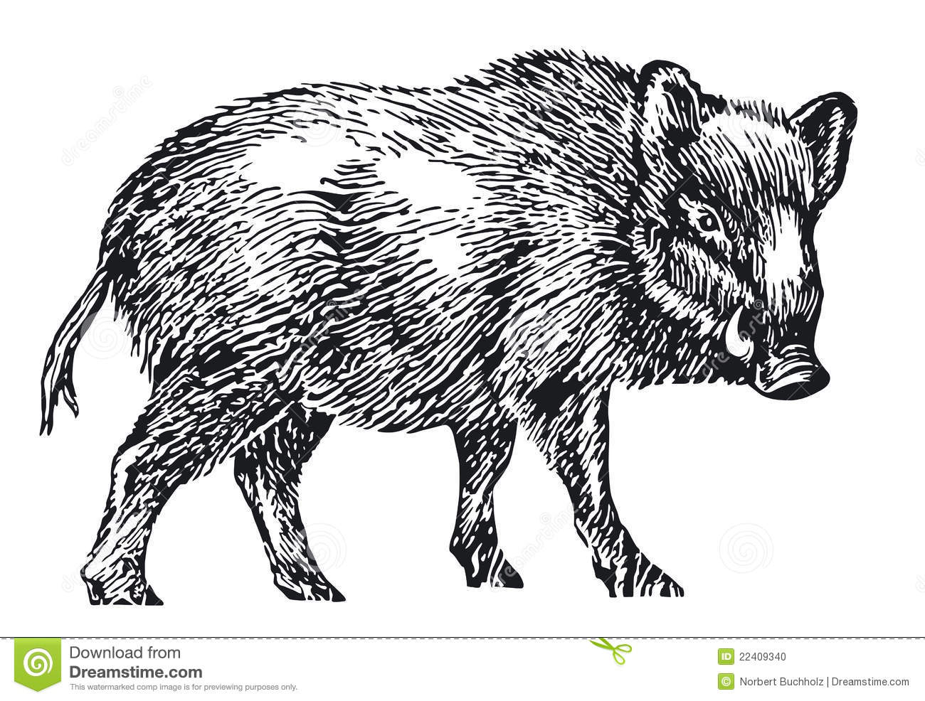 1300x986 wild pig clipart collection - Wild Hog Drawing
