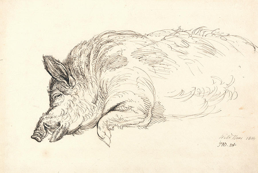 900x604 a wild boar, asleep or dead drawing - Wild Hog Drawing