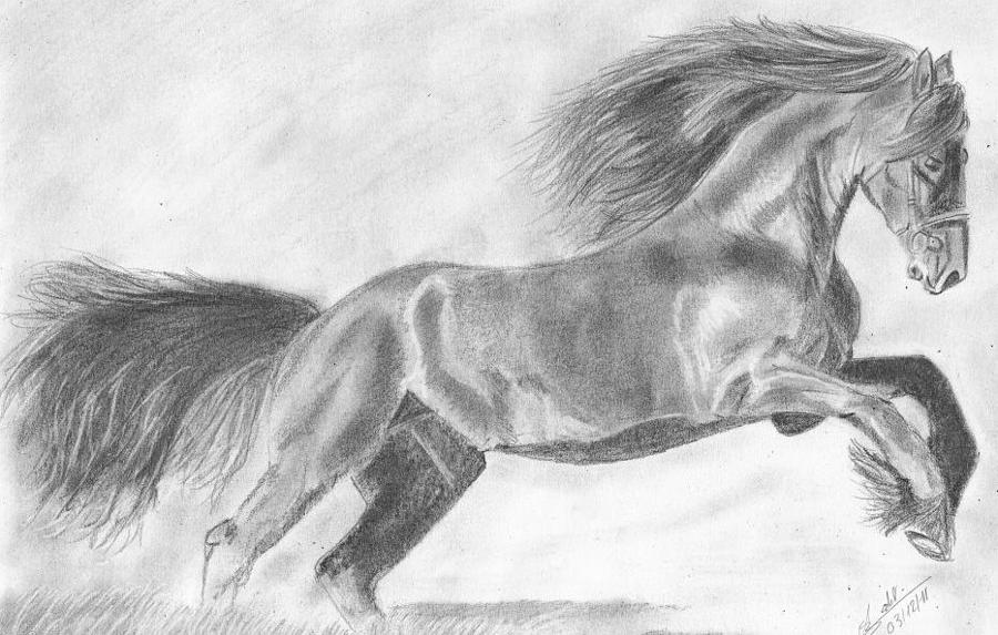 900x573 Wild Horse Drawing - Wild Horse Drawing