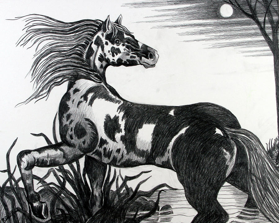 900x720 Wild Horse Drawing - Wild Horse Drawing