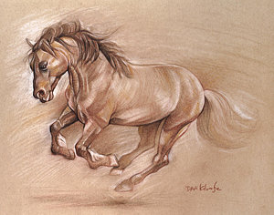 300x236 Wild Horse I - Wild Horse Drawing