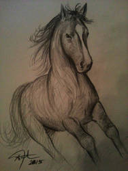 188x250 Wild Horse Drawing - Wild Horse Drawing