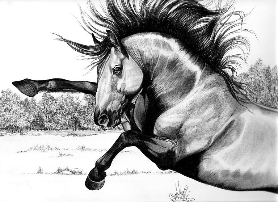 900x654 Wild Kiger Mustang Stallion Drawing - Wild Horse Drawing