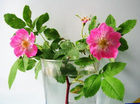 450x333 How To Draw A Wild Rosedog Rose - Wild Rose Drawing