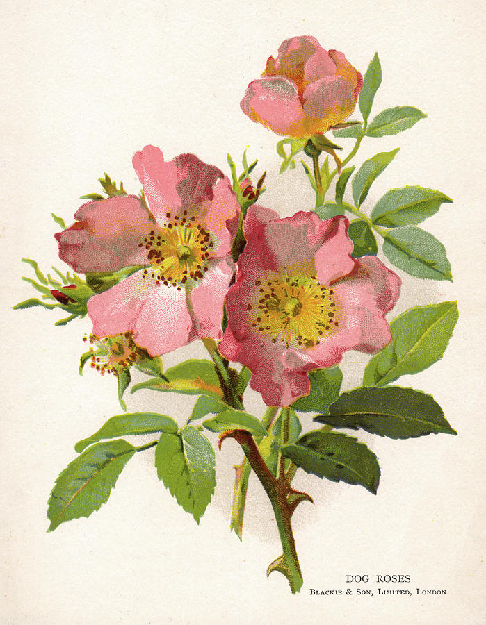 699x900 Pink Dog Roses Drawing - Wild Rose Drawing