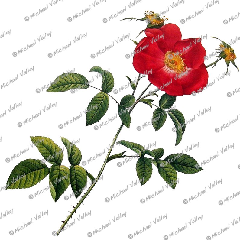 794x794 Single Red Wild Rose Vintage Botanical Drawing Beautifully Etsy - Wild Rose Drawing