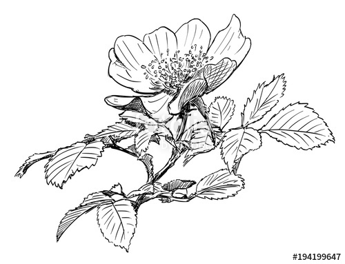 500x383 Vector Artistic Pen And Ink Hand Drawing Of Wild Rose Branch - Wild Rose Drawing