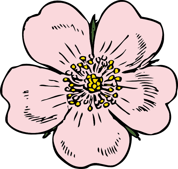 594x564 Wild Rose Clip Art - Wild Rose Drawing