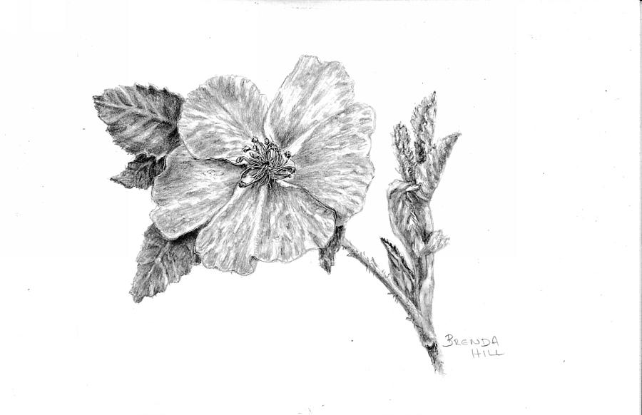 900x582 Wild Rose Drawing - Wild Rose Drawing