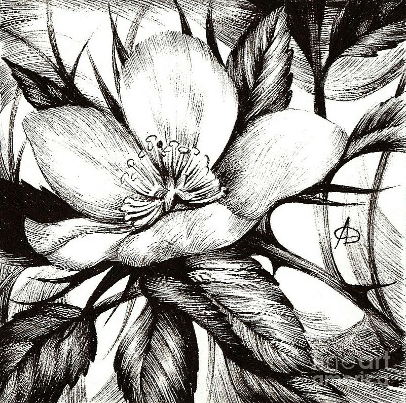 801x795 Wild Rose Alberta Flood Rose Project Drawing - Wild Rose Drawing