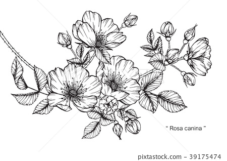 450x318 Wild Rose Flower Drawing Illustration - Wild Rose Drawing